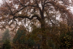 nordfriedhof_portrait19