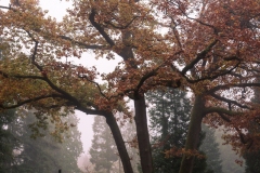 nordfriedhof_portrait28