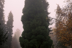 nordfriedhof_portrait8