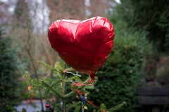 herz-6486