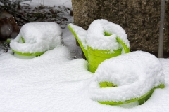 kannenscxhlange-7273