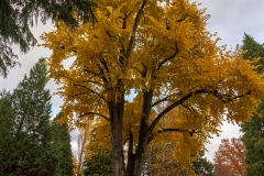 Wiesbaden_Nordfriedhof_201811#31-0560