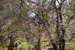 nordfriedhof_20200419-6730