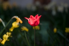 nordfriedhof_20200428-6893