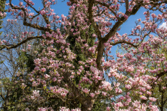 nordfriedhof_april_20221