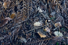 nordfriedhof_Februar_2019#5-2554