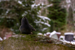 Wiesbaden_Nordfriedhof_Jan202324