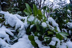 Wiesbaden_Nordfriedhof_Jan20234