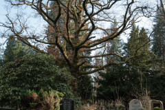 Nordfriedhof_Januar_2512