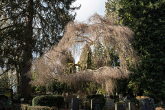 Nordfriedhof_Januar_2517