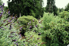 Nordfriedhof_juli_25-1003411