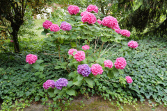 Nordfriedhof_juli_25-1003471