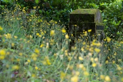 grabstein_gelbeblumen-8063