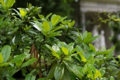 rododendron-7963