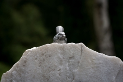 vogel_figur-8012