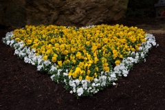 blumenherz-8197