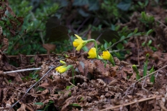 osterblumen-8063