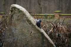 vogel_auf_Fels-8088