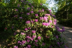 Nordfriedhof_051-8468