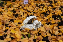 Wiesbaden_Nordfriedhof_201811#6-0422