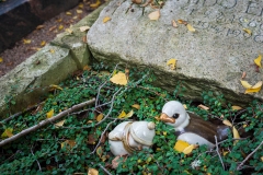 Wie_Nordfriedhof_Oktober15-1128