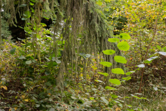 Nordfriedhof_Oktober16
