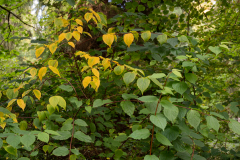 Nordfriedhof_Oktober17
