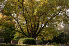 Nordfriedhof_Oktober8
