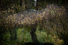 nordfriedhof_oktober_202140