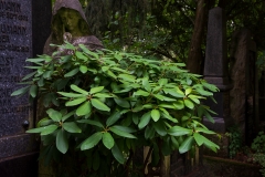 Nordfriedhof_September_2018#14-5140