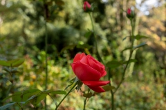 Wie_Nordfriedhof_20200913-1830