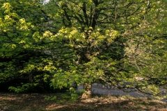 Wie_Nordfriedhof_20200921-1901