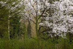 Nordfriedhof_April_2018#10-9293