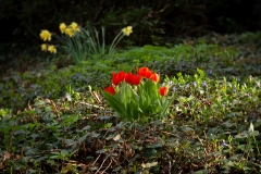 Nordfriedhof_April_2018#9-9291