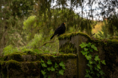 NordFriedhof_April249