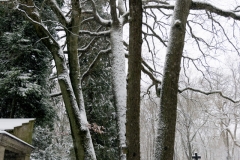 Wiesbaden Nordfriedhof_Dezember_0008