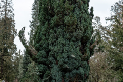 Wiesbaden_Nordfriedhof_Feb3