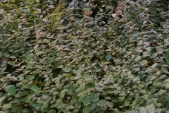 Nordfriedhof_Juli#15-3969