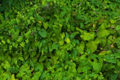 Nordfriedhof_Juli#17-3976