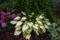 Nordfriedhof_Juli#18-3978