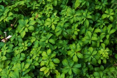 Nordfriedhof_Juli#20-3988