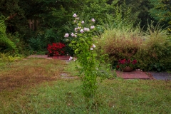 Nordfriedhof_Juli#23-4000