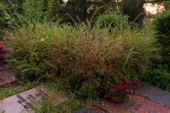 Nordfriedhof_Juli#24-4002