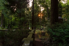 Nordfriedhof_Juli#33-4073