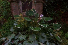 Nordfriedhof_Juli#50-4198