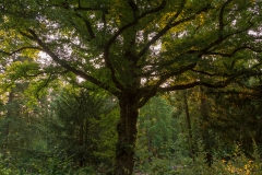 Nordfriedhof_Juli#52-4213