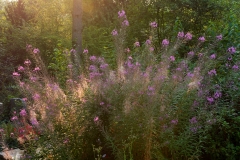 Nordfriedhof_Juli_2018#3-4240