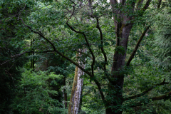 Nordfriedhof_Juni16