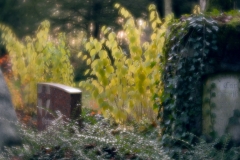 nordfriedhof_totensonntag#17-4646