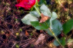 nordfriedhof_totensonntag#21-4641